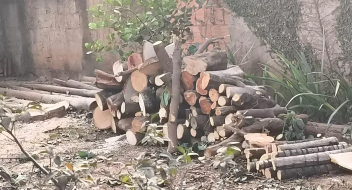 Doação de lenha para fogueira