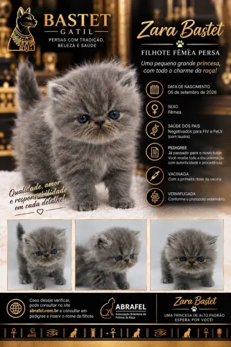 Gato Persa Fêmea - Pedigree