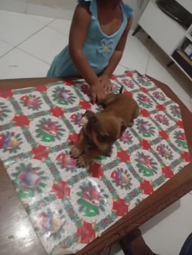 Cachorro pinscher 1 femia