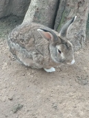 Vendo Coelho bonito