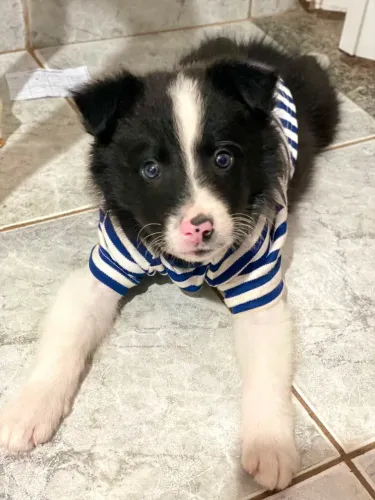Boder Collie filhote disponível
