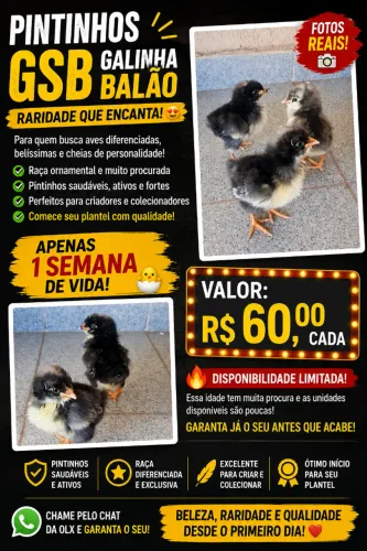 PINTINHOS GSB - GALINHA BALÃO