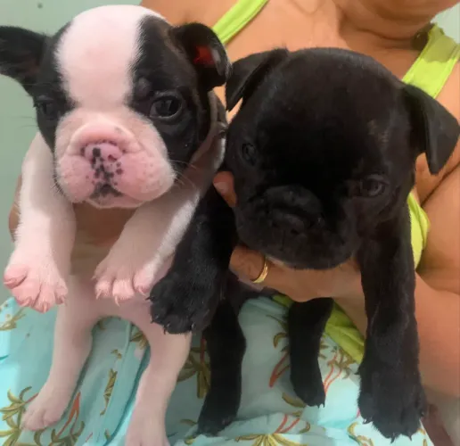 Vendo lindos filhotes de Bulldog Francês 