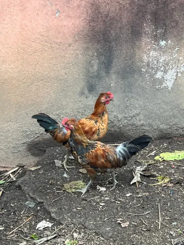 Macho Garnizé Caipira
