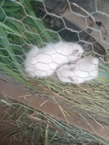 Porquinho da índia 