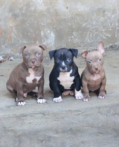 Pitmonster Filhote