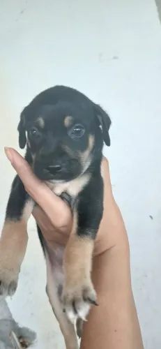 Cachorras filhote para doação