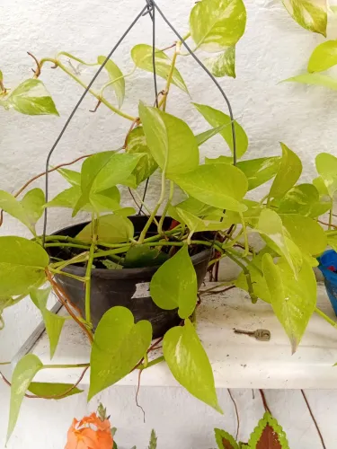 Planta jiboia limão.