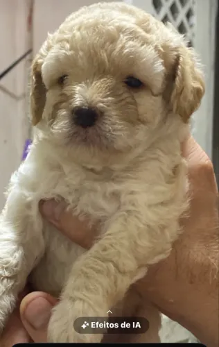 Cachorro