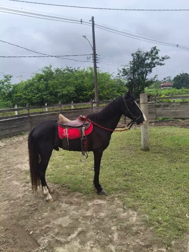 Cavalo