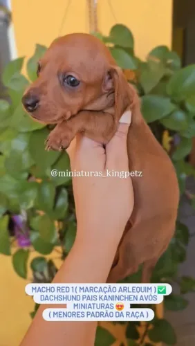 Machos Dachshund Menores padrão da raça com marcações Arlequim