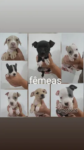 American staffordshire terrier filhote