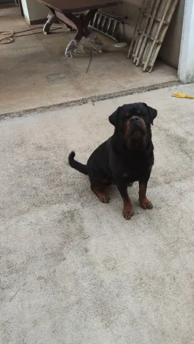 Rottweiler disponível para cruzar 