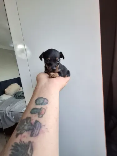 Filhotes de Pinscher 01 Fêmeas