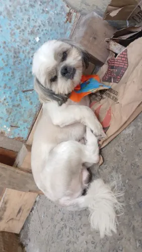 CACHORRO SHITZU ADOLESCENTE