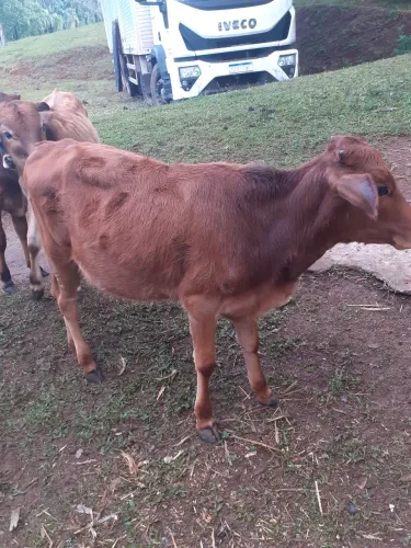 8 BEZERRO MESTICO, IDADE DE 4 E 7 MESES ,SENDO 4 MACHO E 4 FEMEA , NO VALOR DE R$ 12.000