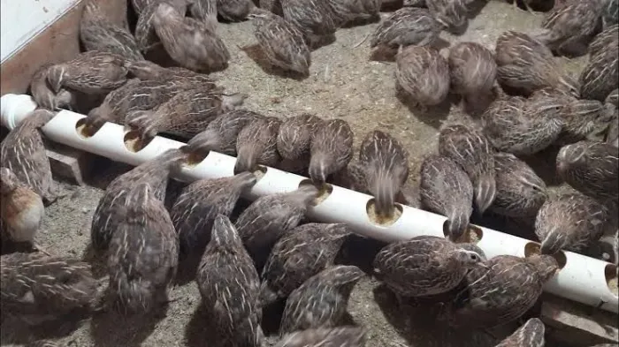 Venda de codornas 