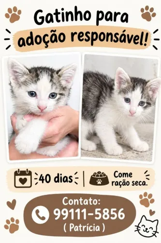 Doação de filhotes gatos