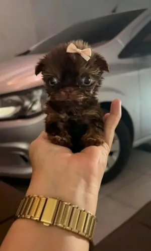 Chihuahua fêmea ( miniatura )