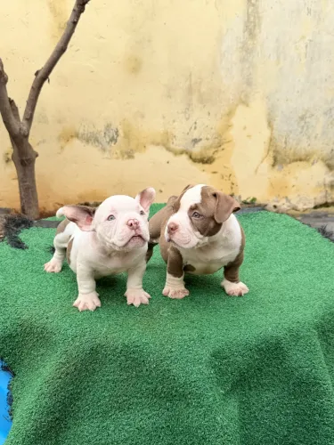Filhotes de American Bully 