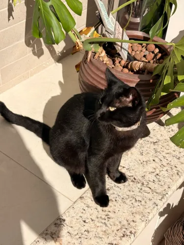 Doação de gato Preto. Vacinado,7 meses.