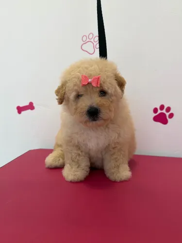poodle miniatura fêmea 