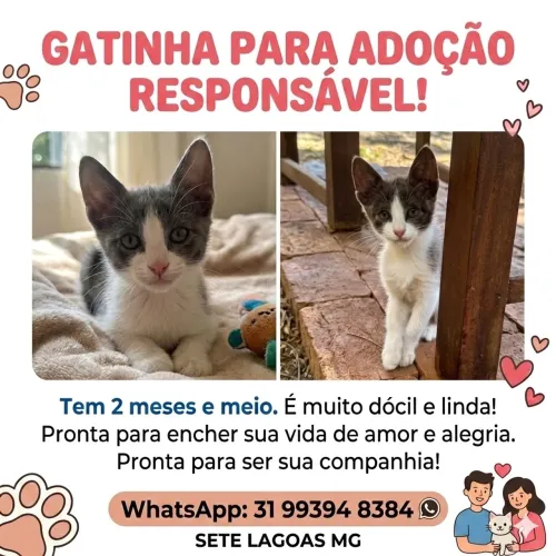 Gatinha filhote 2 meses- 7 Lagoas MG