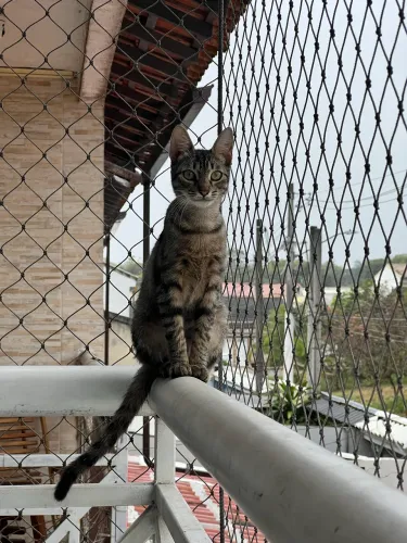 Gatinha castrada para adoção