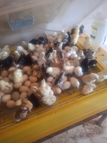 Pintinhos caipira
