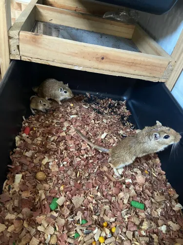 Casal de esquilo da Mongólia