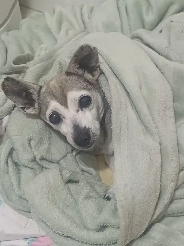 Adote uma cachorrinha.