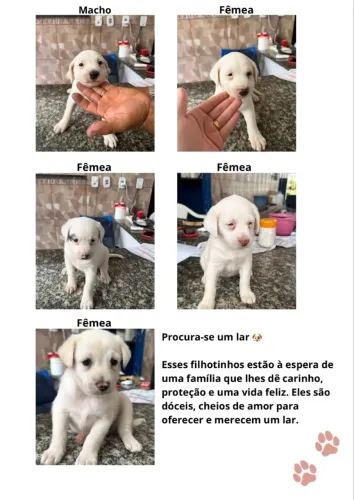 Doação de cães