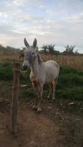 Vende-se burro