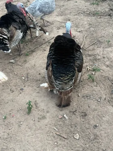 Vendo Peru