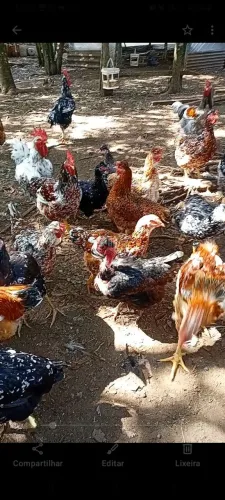 Frango e frangas gsb 