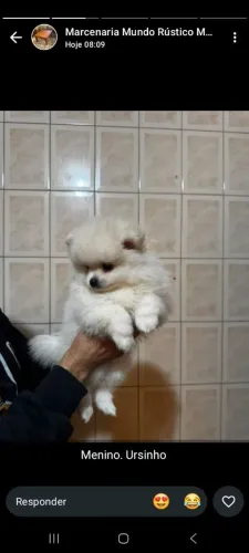 Lulu polmeranea