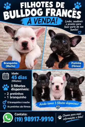 Filhote de buldogue francês