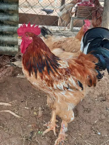 Vendo Galo Brahma