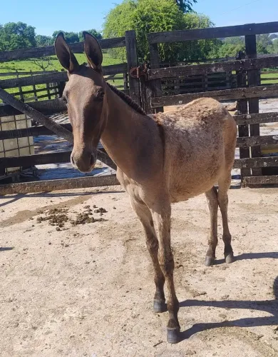 Burro