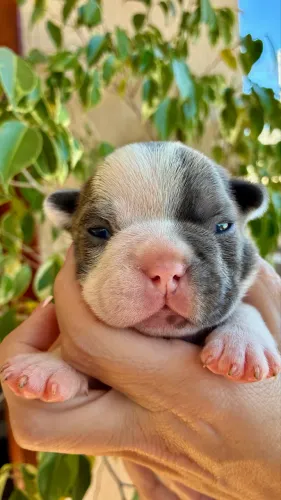 Filhote Bulldog Francês 
