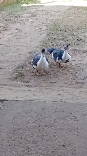 Vendo patos macho