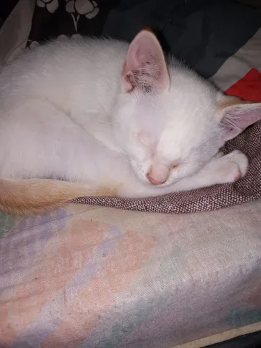 filhote de gato macho com 2 meses