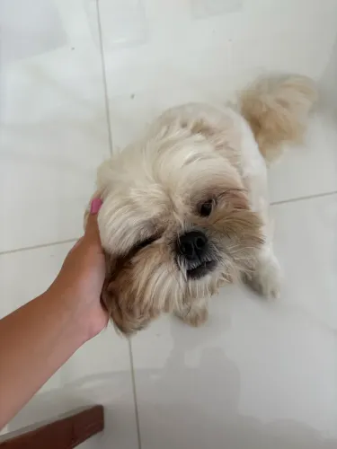 Vendo Shitzu adestrado e com vacinas em dia