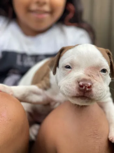 Cachorro filhote Pitbull Monsters 