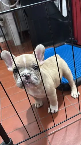 Bulldogue francês trocas