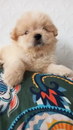 Lhasa apson macho