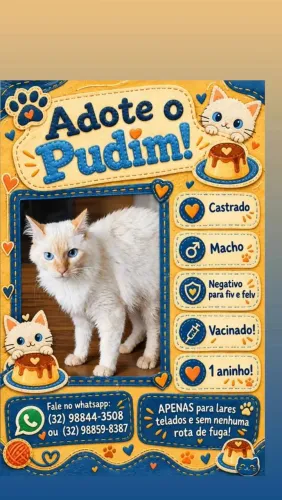Doação de gatinhos