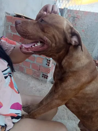 Filhotes de mestiço mãe rotwailer com Pitbull pai Pitbull terrier 