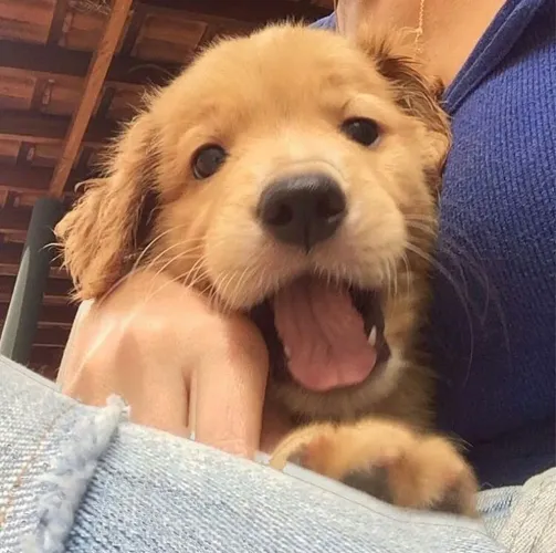 Golden Retriever Para quem procura uma companhia que esteja sempre por perto
