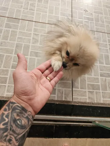 Vendo split alemao muito muito docil machinho